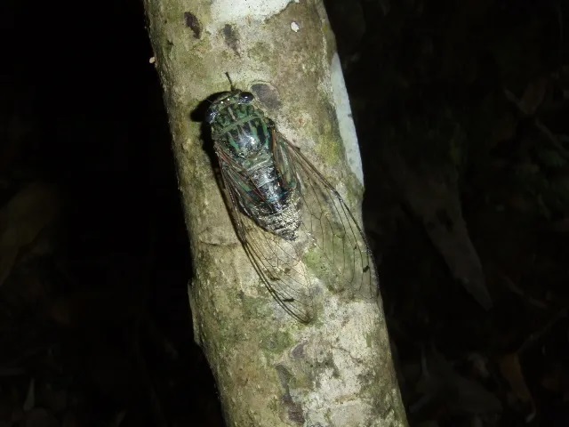 小笠原に来なくてはいけない理由、その55「オガサワラゼミが12月頃まで