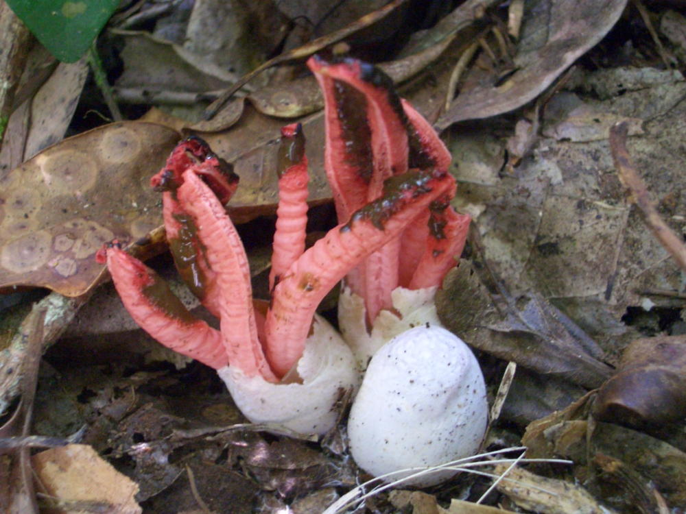 赤い腕が4つのヨツデタケ | 小笠原マルベリー