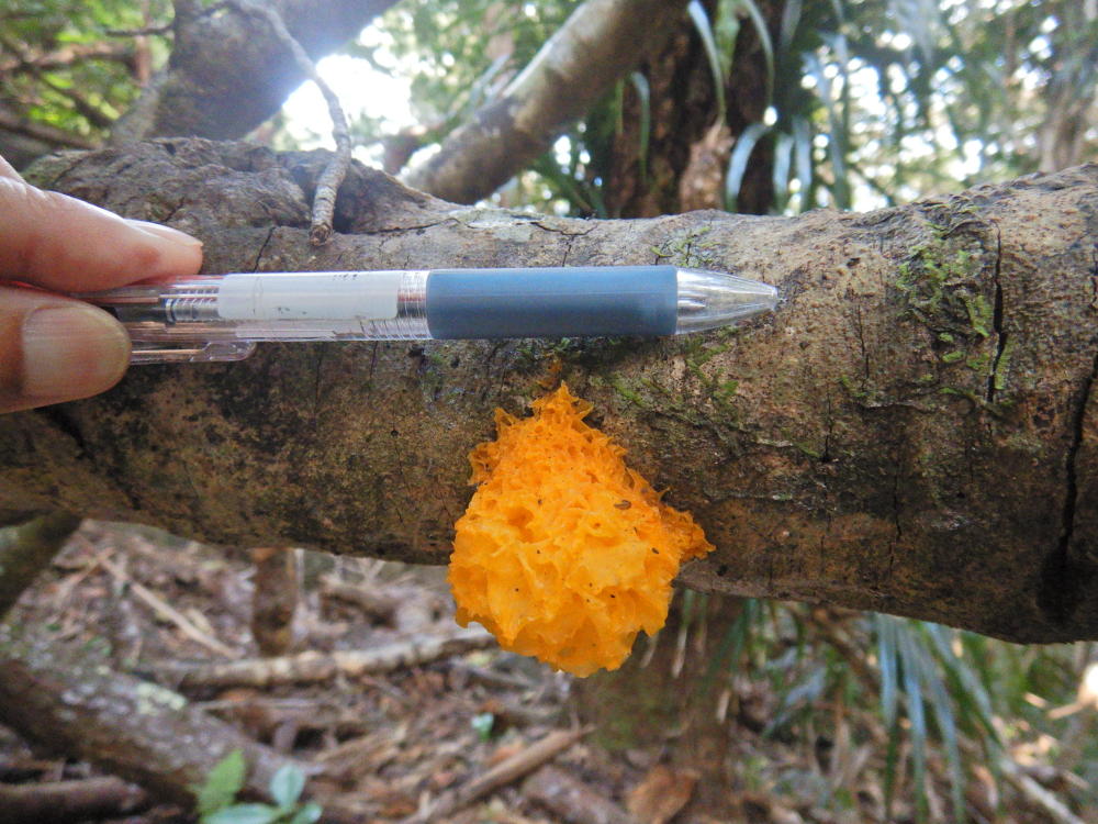 固有種のきのこ・・・オガサワラキンハナビラタケ | 小笠原マルベリー