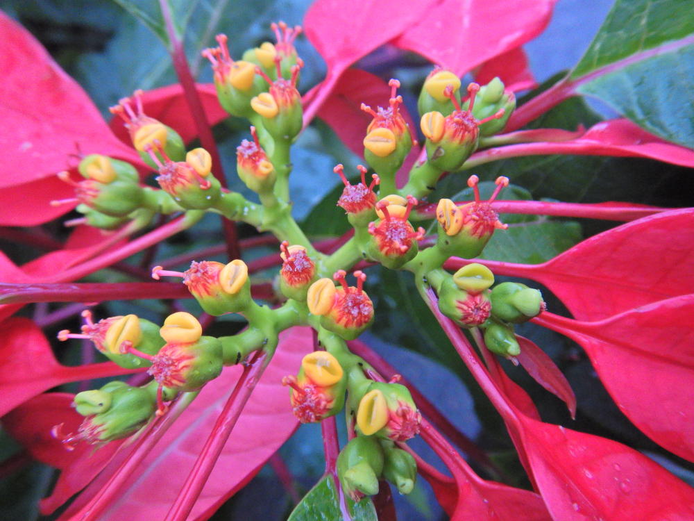 ポインセチアが開花しはじめた（'24/12月下旬） | 小笠原マルベリー