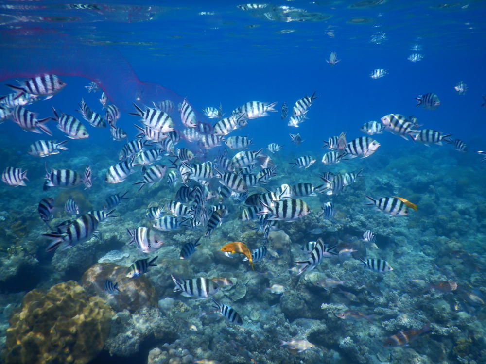 サンゴの浅瀬でロクセンスズメダイの群れ | 小笠原マルベリー