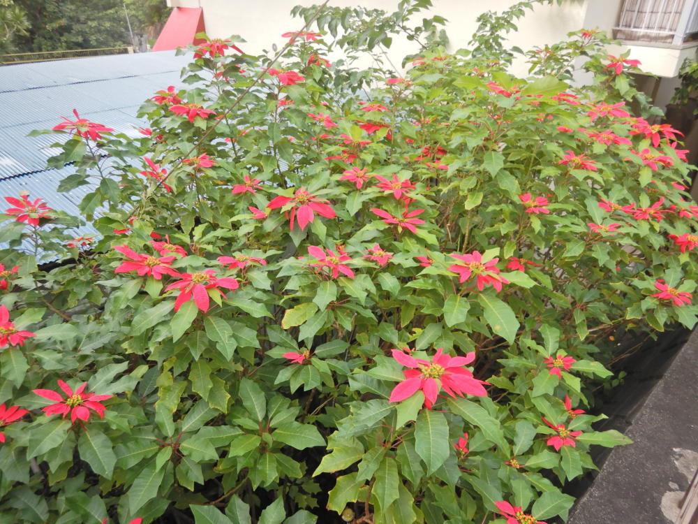 DSCN95321.jpg